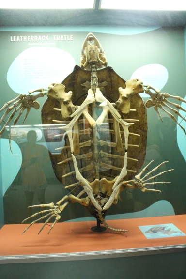 Museum of Natural History: Giant sea turtle