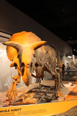 Museum of Natural History: Triceratops