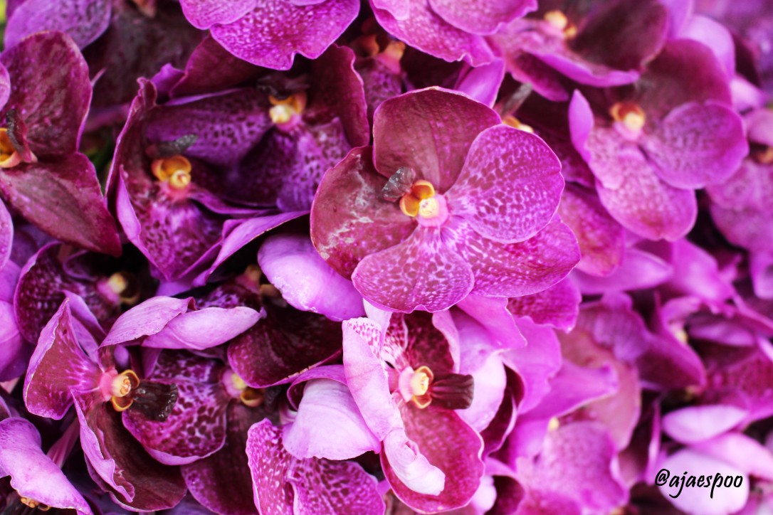 purple orchid with namemark