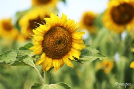 JUL18 - ND Sunflowers - (1) NAMEMARK